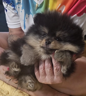 Pomeranian Welpen 