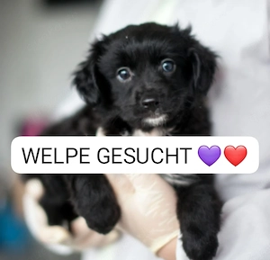 Suche Rasse egal kleinen bis mittelgroßen Welpen (Hündin)   Ratenzahlung mit Vertrag