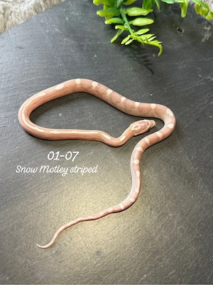 Kornnattern (Pantherophis guttatus)   NZ 2026
