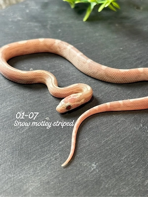 0.1 Snow motley striped kornnatter 