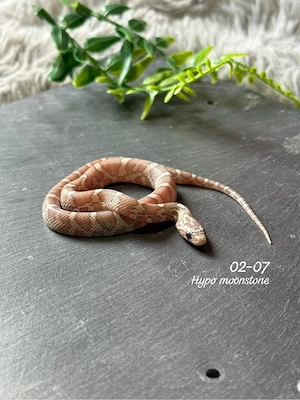 1.0 Hypo Moonstone kornnatter