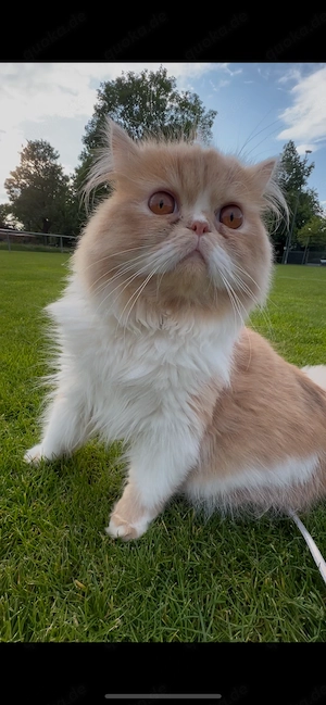 Deckkater, reinrassiger Perser