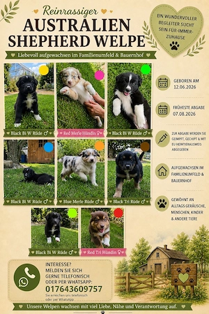 Reinrassige Australian Shepherd Welpen