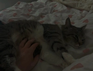 Kater (5 Jahre, kastriert) in liebevolle Hände zu verschenken