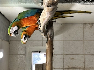 Hybrid Aras, 1 Weibchen+1 Männchen, zahm