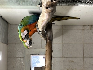 Hybrid Aras, 1 Weibchen+1 Männchen, zahm
