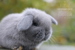 NHD Minilop Zwergwidder Zwergkaninchen Kaninchen Hasen Züchter aus Mecklenburg Vorpommern. 