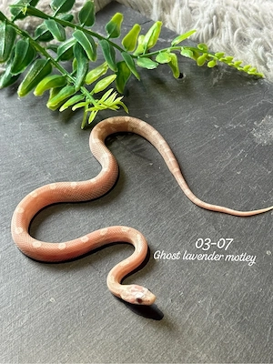0.1 Ghost Lavender motley kornnatter 