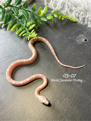0.1 Ghost Lavender motley kornnatter 