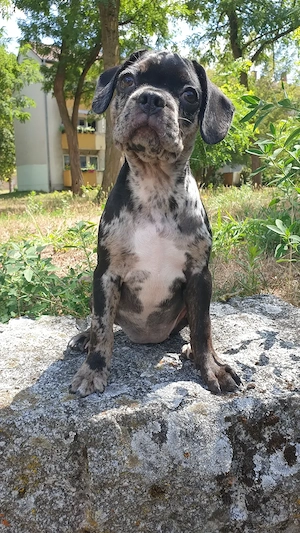 French Bulldog - Mini Ausie Mix Welpen  