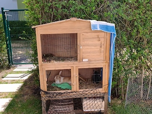 Kaninchen 