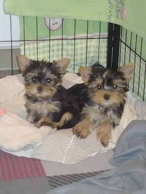5 Yorkshire Terrier Welpen 