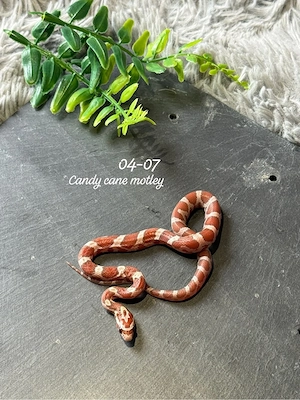 0.1 Candy cane motley kornnatter  Bild 2