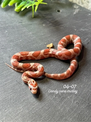 0.1 Candy cane motley kornnatter 