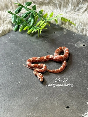 0.1 Candy cane motley kornnatter  Bild 3