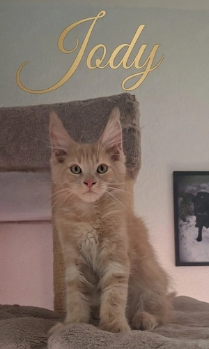 Typvolle Maine Coon Kitten mit Stammbaum