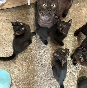 Hauskatzen-Kinder-mischlinge 