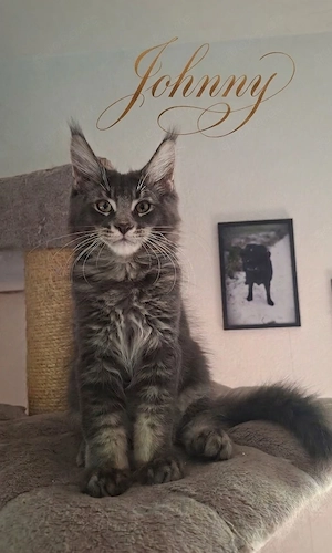 Typvolle Maine Coon Kitten mit Stammbaum