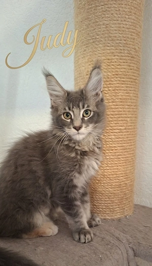 Typvolle Maine Coon Kitten mit Stammbaum
