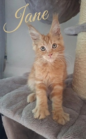 Typvolle Maine Coon Kitten mit Stammbaum