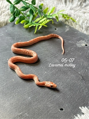 1.0 Lavamel motley kornnatter 