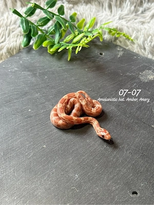 0.1 Amelanistic het. Amber, Anery