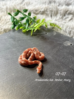 0.1 Amelanistic het. Amber, Anery