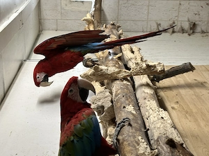 Dunkelrote Aras, 1 Weibchen+1 Männchen, zahm