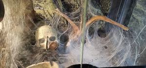 Chromatopelma cyaneopubescens 0.1 inkl Exo Terra Terrarium 