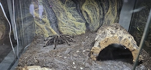 0.1 Lasiodora Parahybana inkl Exo Terra 