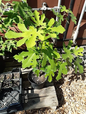 Feige für den Garten 