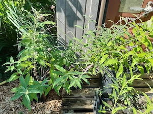 Sommerflieder lila für den Garten