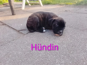 6 Wunder volle cane corso mix welpen  Bild 5