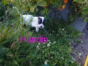 6 Wunder volle cane corso mix welpen  Bild 2