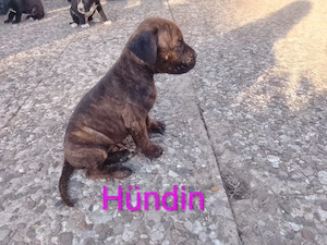 6 Wunder volle cane corso mix welpen  Bild 4
