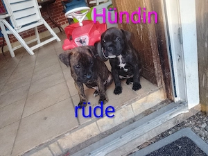 6 Wunder volle cane corso mix welpen  Bild 3