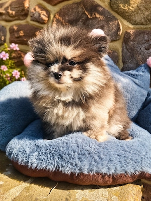 Pomeranian Zwergspitz Pomchi Chihuahua welpen   