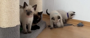 Siam Kitten zu verkaufen Seal Point 
