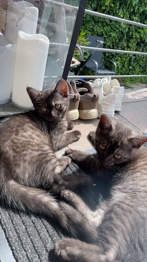 Süße Babykatzen suchen ein liebevolles Zuhause   