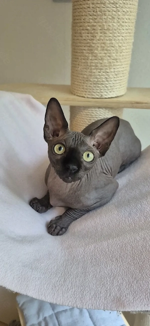 Sphynx Kätchen (männlich)