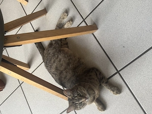 Babykitten suchen ein liebevolles Zuhause 