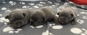 Französische Bulldogge Welpe weiblich längere Nase Alternative Französische Bulldogge