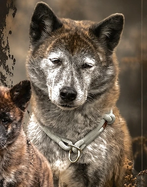     Liebevolle Shiba Inu Akita Mix Hündin sucht ihr Für-immer-Zuhause
