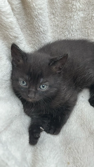BRITISCH KURZHAAR KITTEN SOFORT ABZUGEBEN  