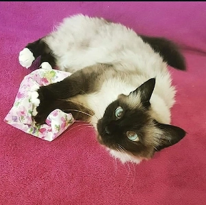Weibliches Kitten gesucht - FIV FeLV negativ Siam, Thai, Birma, Ragdoll oder Mix)