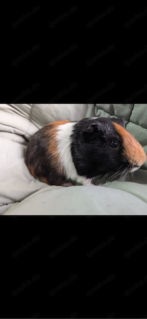 junger meerschweinchen bock 