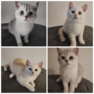 BKH Katzen Junior