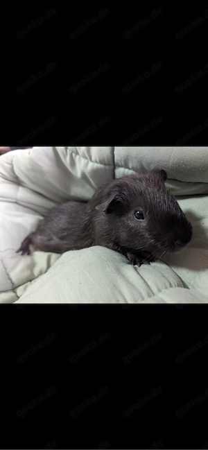 junges meerschweinchen böckchen 