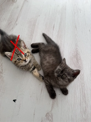 baby kitte