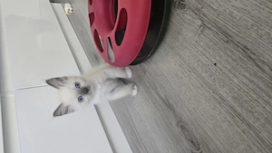 Wunderschöne Siam Kitten 